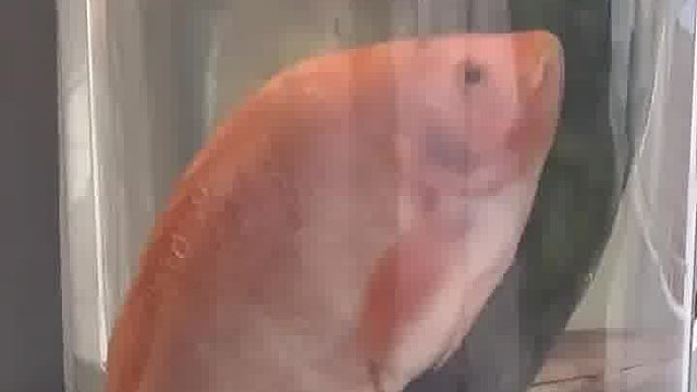 新奇！老外恶搞懵到思维短路