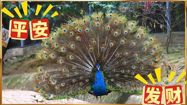 乙巳新春至，百兽送福来：愿你行大运，事顺意，岁岁乐安宁！