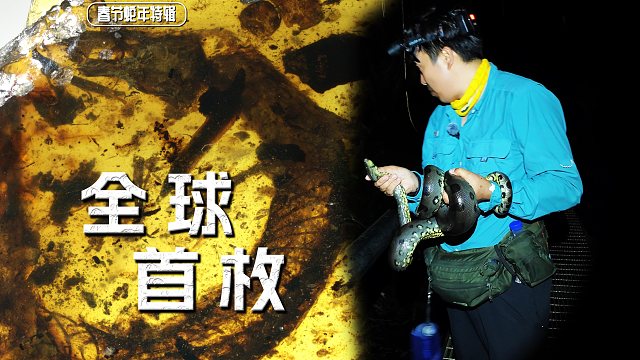 【陈睿】蛇的老祖宗！惊现全世界最完整的蛇琥珀，最后有征服蛇攻略，一定要看完！