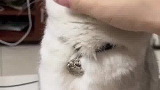 我的小貓好可愛