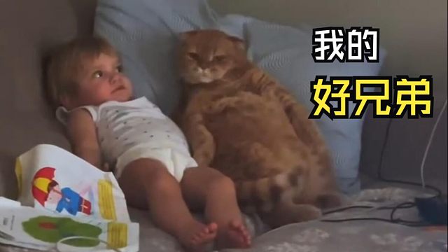 那些有爱的动物视频！