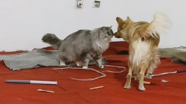 猫狗交朋友的方式好像不大一样