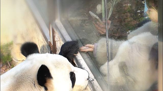 社恐猫猫也想和你做朋友呀~