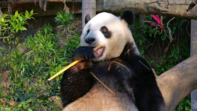 春节迈向快乐最简单的方式，就是戴上耳机跟着节奏享受自然～