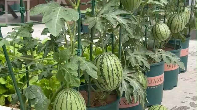 教你用花盆种出吃不完的西瓜！