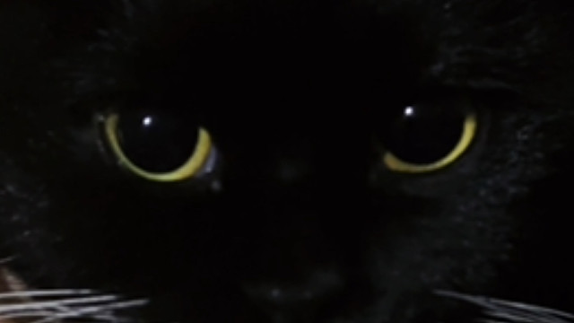 睡不着，玩个猫