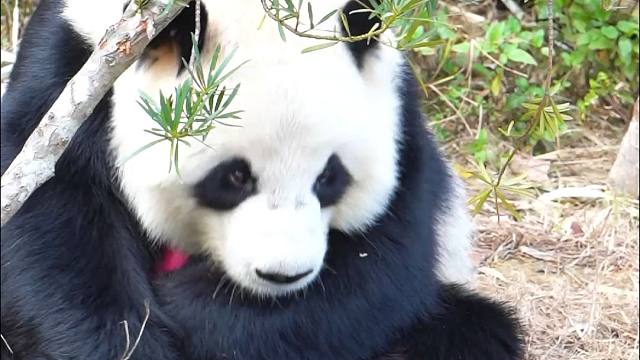 十岁的星愿宝宝，也需要抱枕哄睡喔~