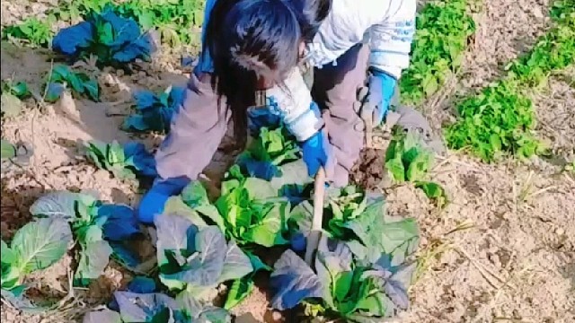 给卷心菜施肥啦