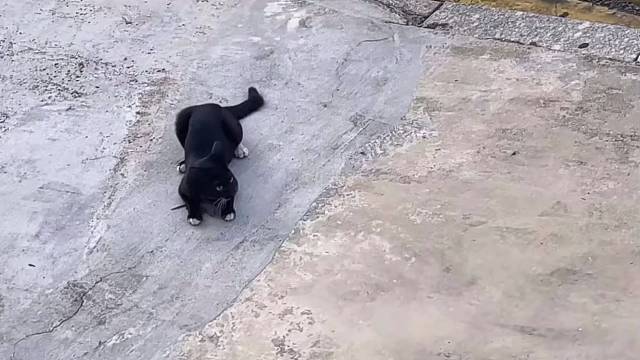 一只玩老鼠的黑咪