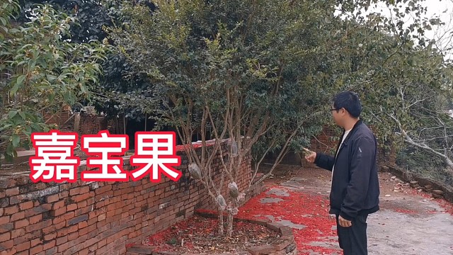 种了8年的嘉宝果第一次开花，期待