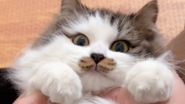 这种小嘴巴黄黄的小猫最乖了（无人声无bgm）