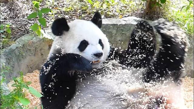 姨姨，我是憨还是凶呀~