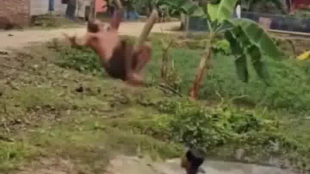 噗嗤！笑到收藏爱好彻底放弃像抛弃负担