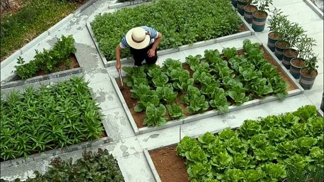 蔬菜不怕痒，越锄它越长。