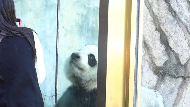 虽然长得大只，但也是个小暖男噢~