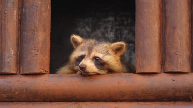 听说海野的萌宠们组了个财神天团？