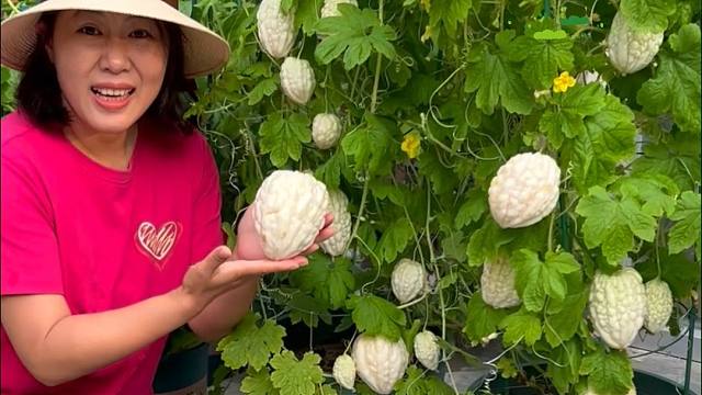 教大家用花盆种吃不完的苦瓜。