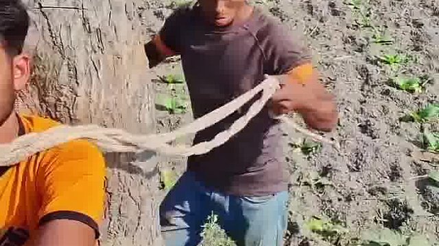 阿三疯闹笑到打滚