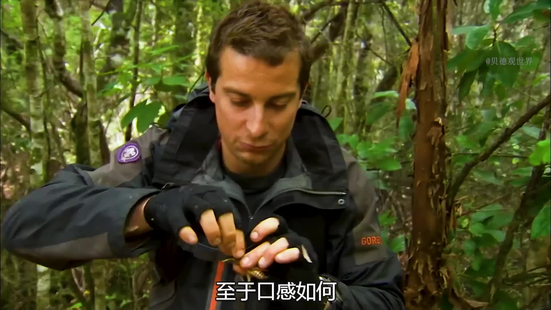 贝爷新西兰荒野求生，水煮小龙虾，碳烤鳗鱼  (1)