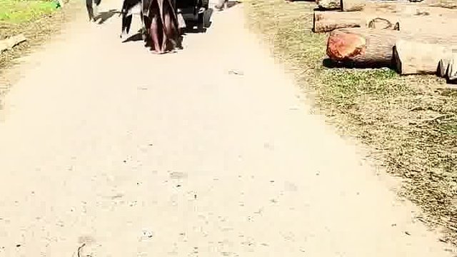 阿三怪举笑到意志消