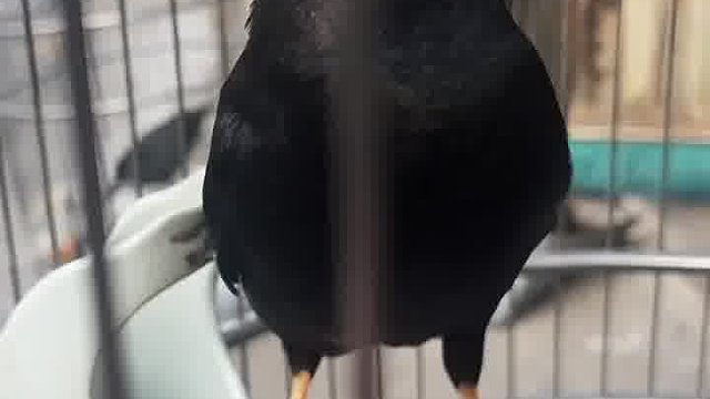 阿三傻事笑到事业败