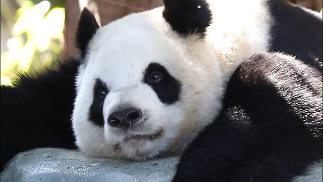 她好像知道自己很可爱