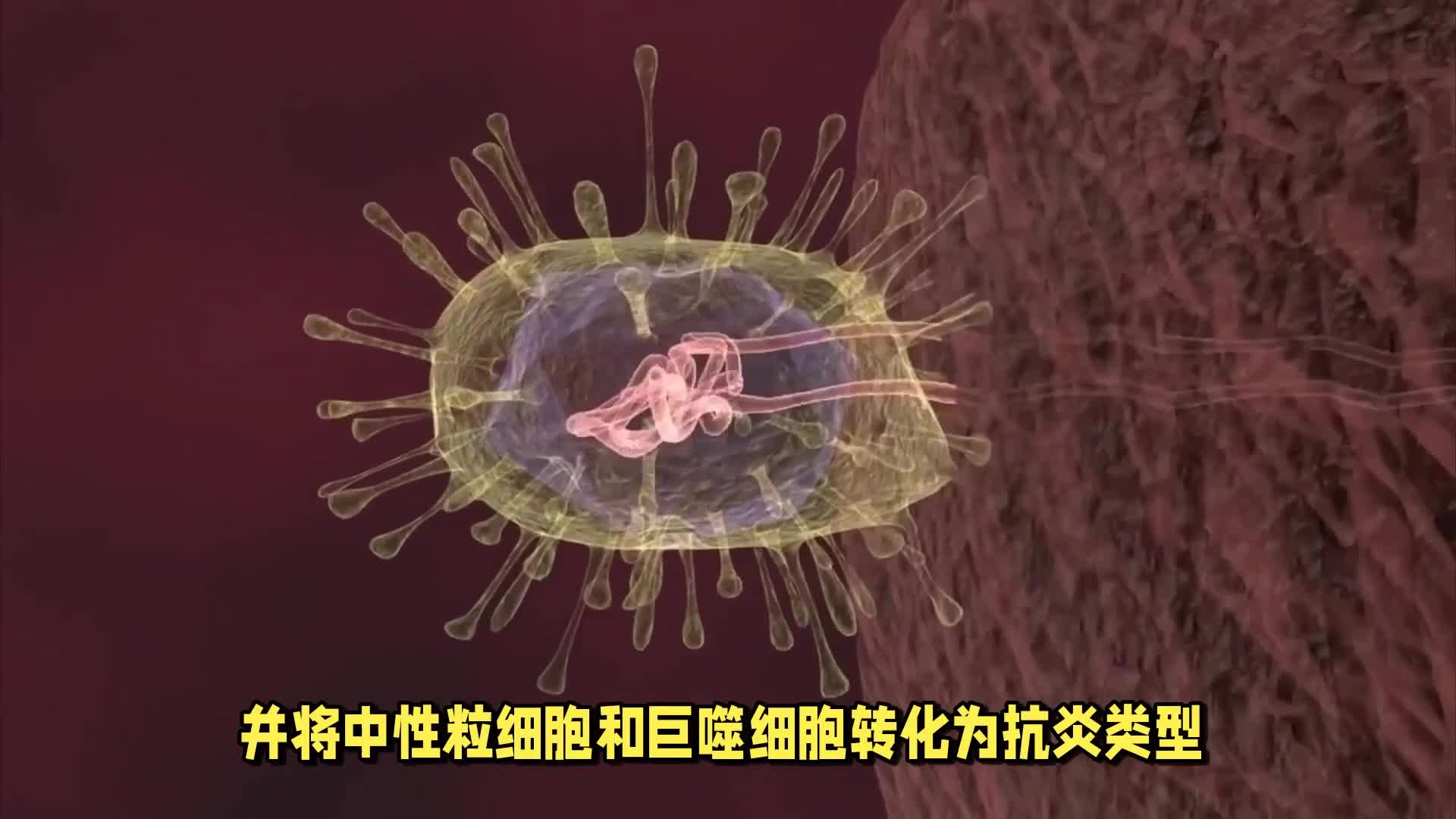 抗炎是抗衰老的关键！比抗氧化重要