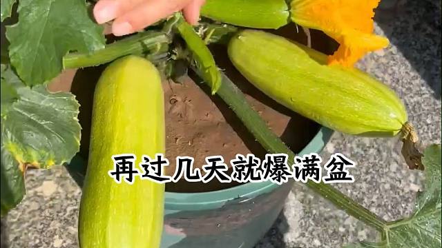3加仑的小花盆，照样能实现西葫芦自由