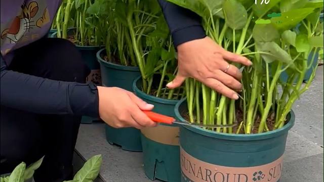 小小花盆也能种出这么好的空心菜