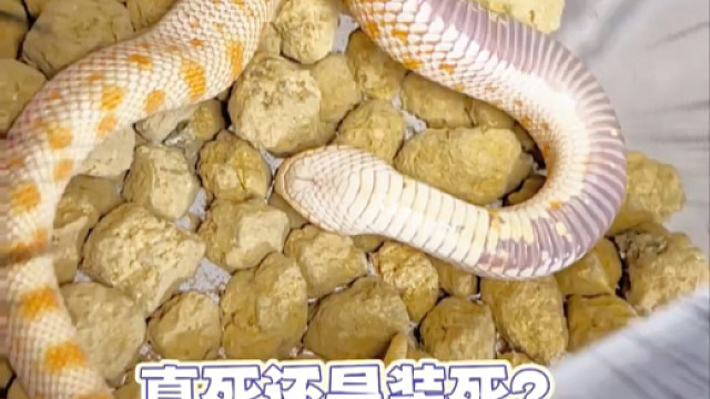 猪鼻蛇喜欢装死么