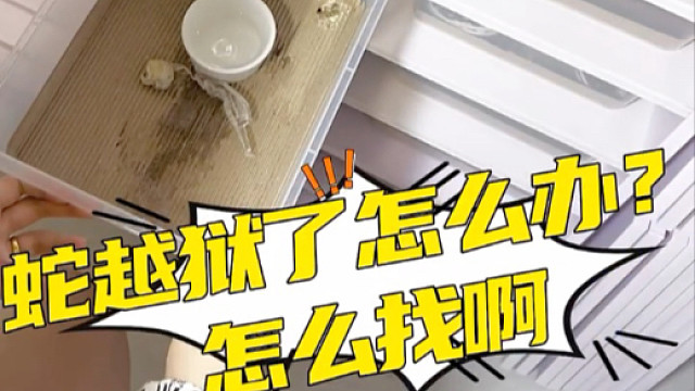 蛇越狱了你们遇到过吗