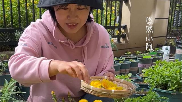 今天教大家用花盆种蒲公英