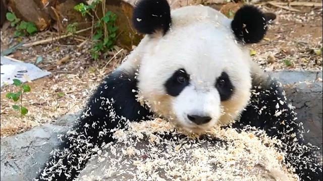 元宵到啦~姨姨你要甜汤圆还是咸的呀~