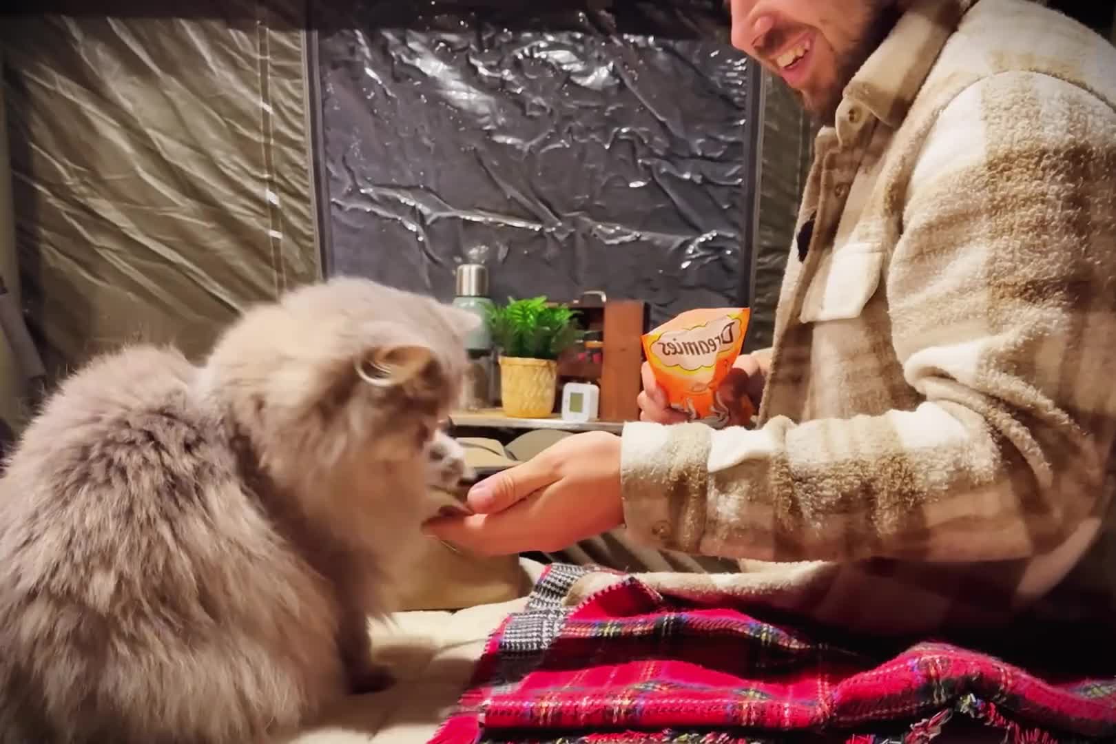 第2集：雪地森林中搭建帐篷，带着可爱小猫一起露营