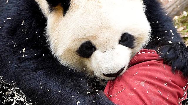 纯享版星愿拆抱枕