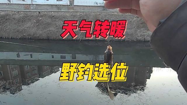 早春大风降温后，野钓鲫鱼选啥样的钓点？选不对的话有鱼也空军