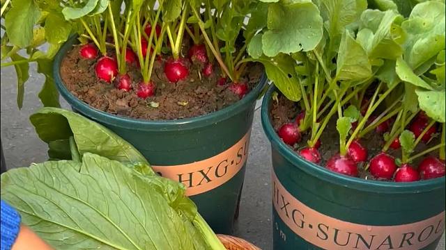 樱桃小萝卜种植日记。