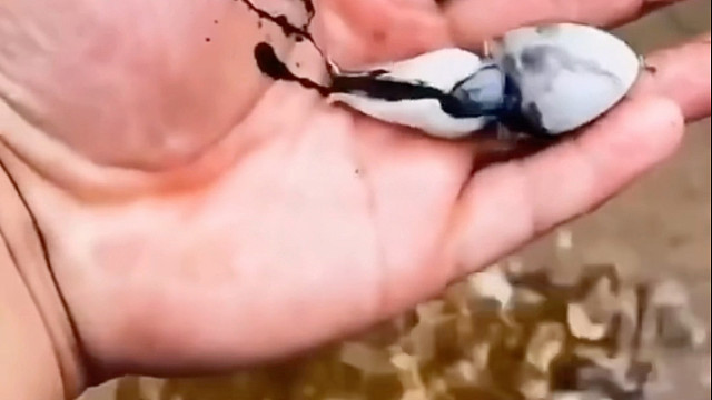 为什么不要轻易去抓一只章鱼？