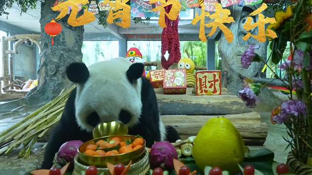 「是谁的元宵节被熊猫吃播治愈了？！」