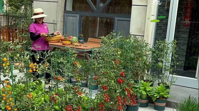 六种花盆也能吃不完的菜