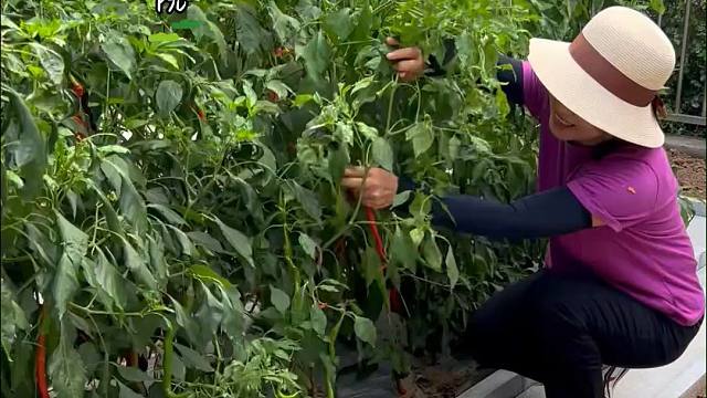 每天在小院摘摘菜、干会活，才是最美的