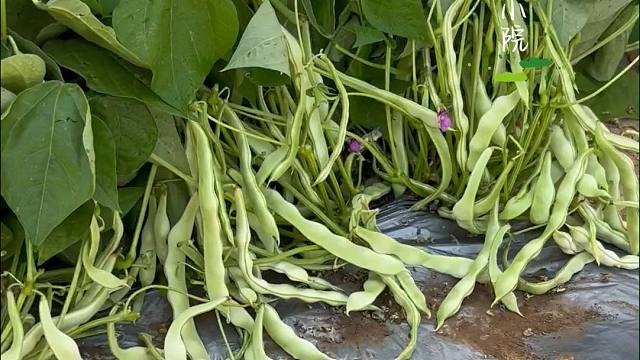不用搭架的懒人地豆角，你也种吧