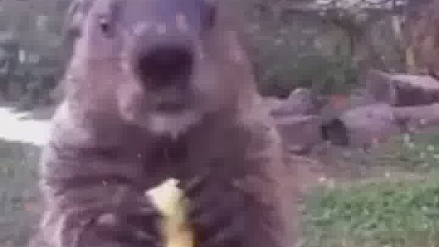 鼠鼠专业吃播15年哈哈