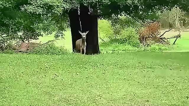 动物对人类也是有感情的