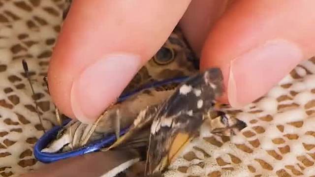 看过为蝴蝶安装翅膀吗？真是第一次