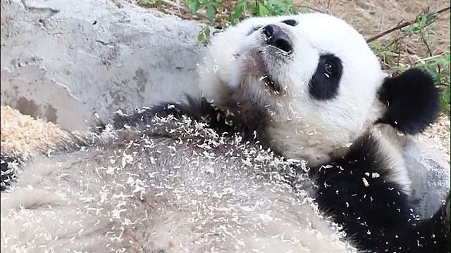 软软弹弹的肚子，好想rua~