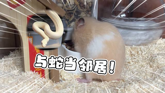 全网最惨仓鼠！与上百条蛇当邻居！