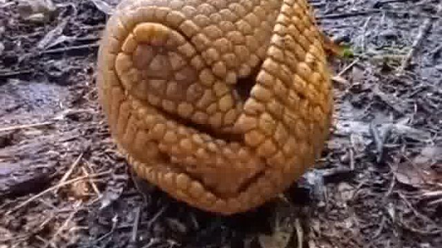 还以为是球原来是犰狳