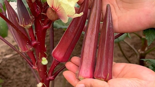 营养丰富又好吃的水果红秋葵，春天正适合种