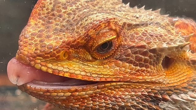 “海野阿蟑”上线首日成功粉碎「不健康」「不幸运」